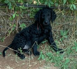 Curly-Coated Retriever Puppies thumbnail 4