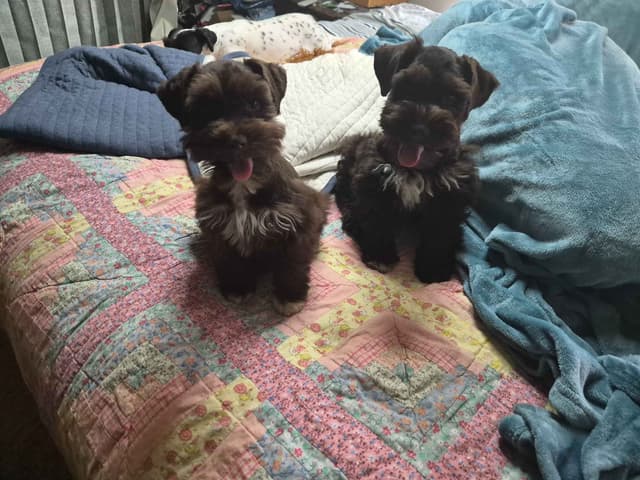 Miniature Schnauzer Puppies media 2