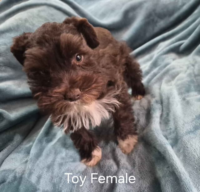 Miniature Schnauzer Puppies media 4