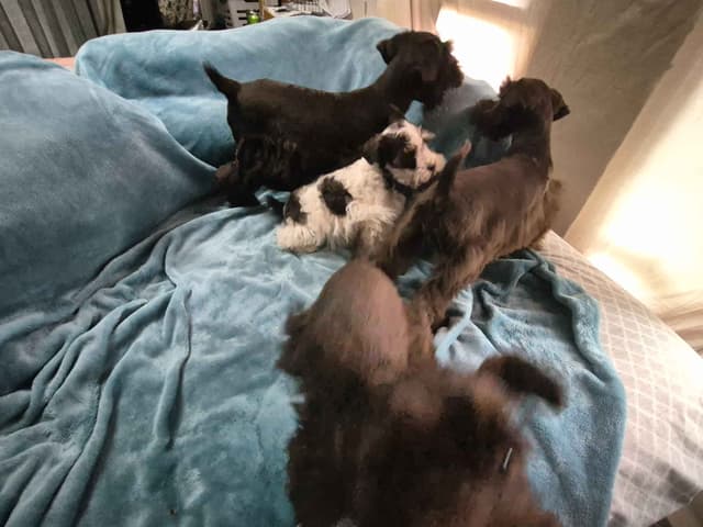 Miniature Schnauzer Puppies media 5