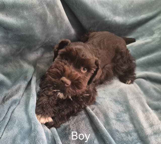 Miniature Schnauzer Puppies media 6
