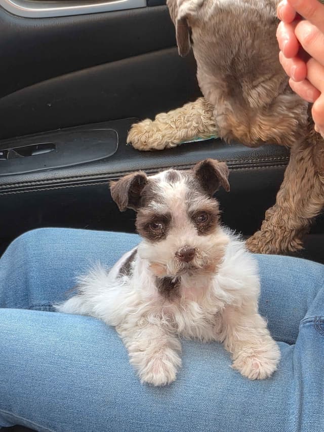Miniature Schnauzer Puppies media 7