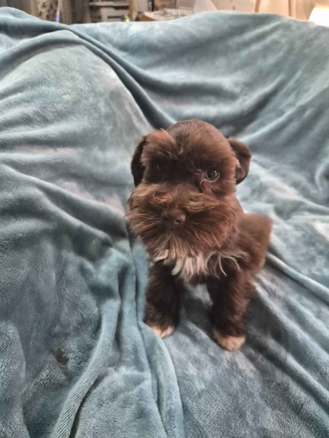 Miniature Schnauzer Puppies media 8
