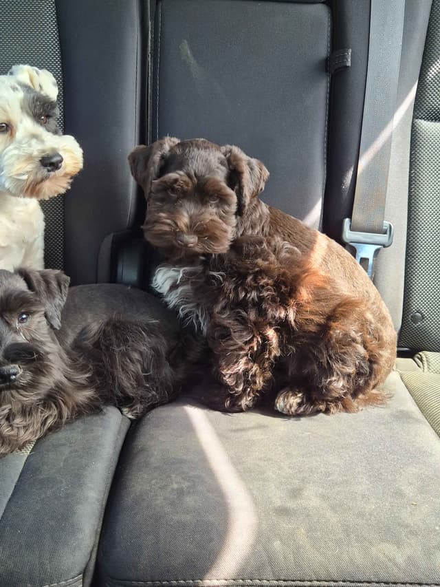 Miniature Schnauzer Puppies media 9