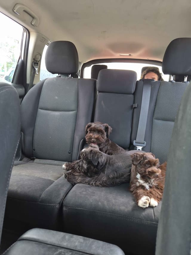 Miniature Schnauzer Puppies media 10