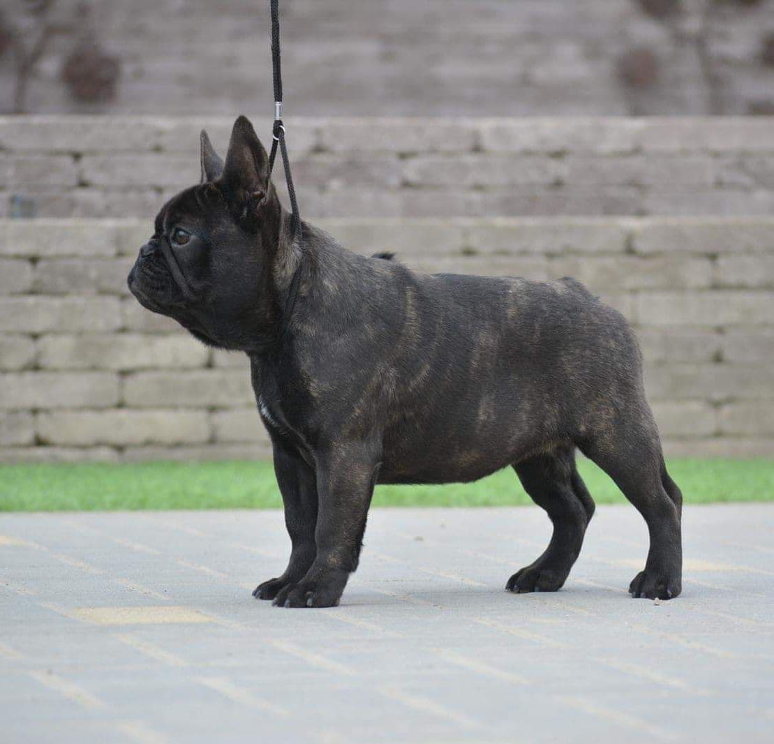 Best Pups Best Price 3 Year health guarantee Genetic testing done breeder image 1