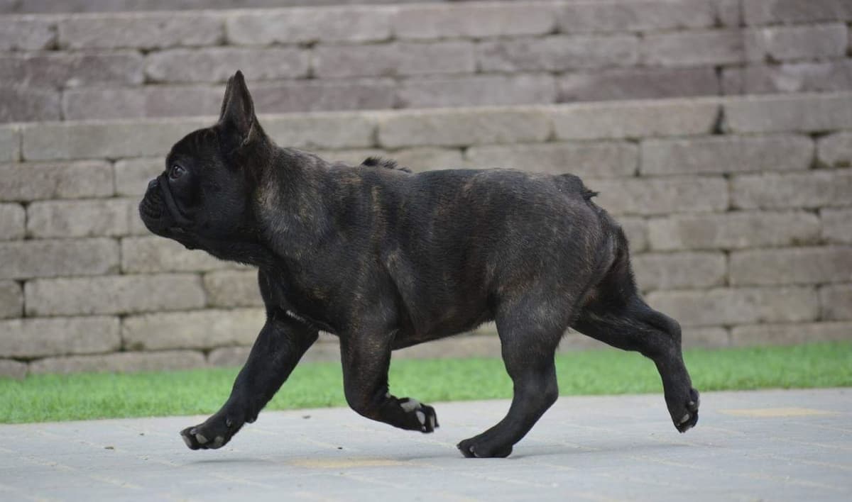 Best Pups Best Price 3 Year health guarantee Genetic testing done breeder image 2