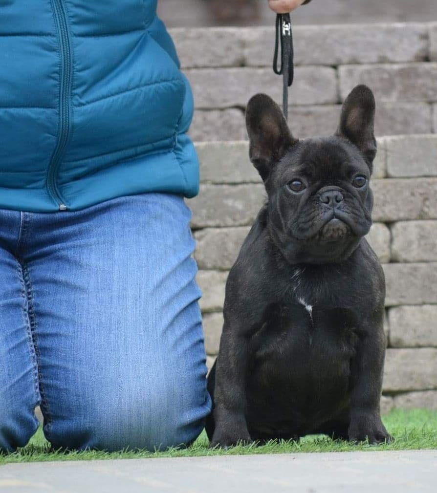 Best Pups Best Price 3 Year health guarantee Genetic testing done breeder image 3