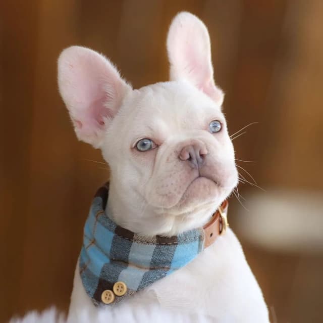 Best Pups Best Price  3 Year health guarantee  Genetic testing done media 6