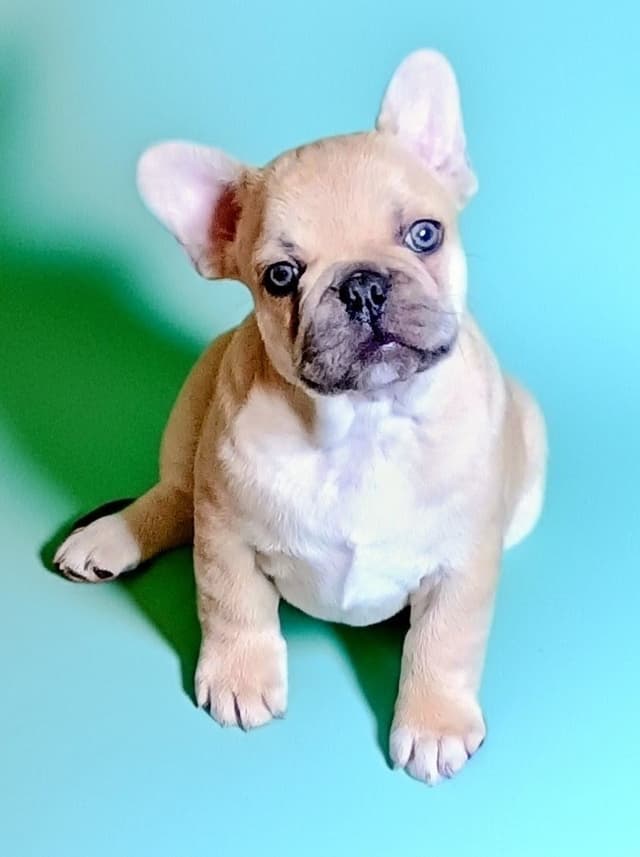 Best Pups Best Price  3 Year health guarantee  Genetic testing done media 3
