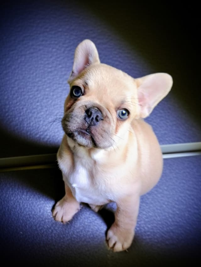 Best Pups Best Price  3 Year health guarantee  Genetic testing done media 2
