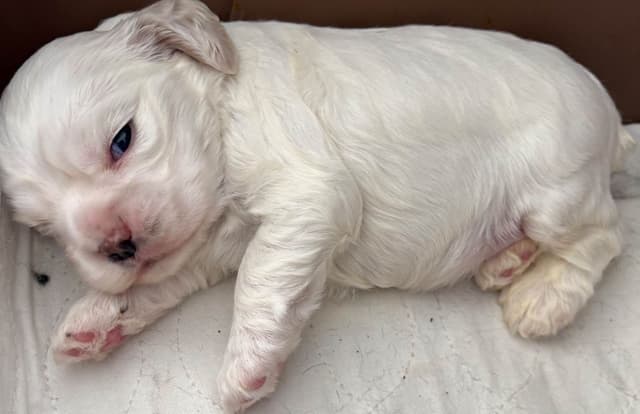 Cocker Spaniel Puppies media 2