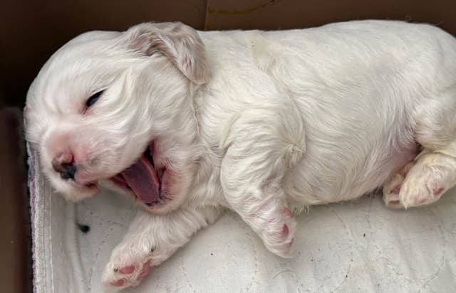 Cocker Spaniel Puppies media 4