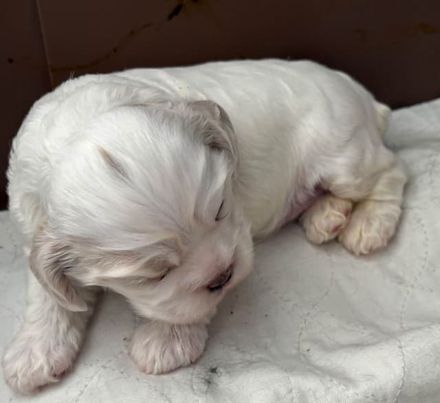 Cocker Spaniel Puppies media 3