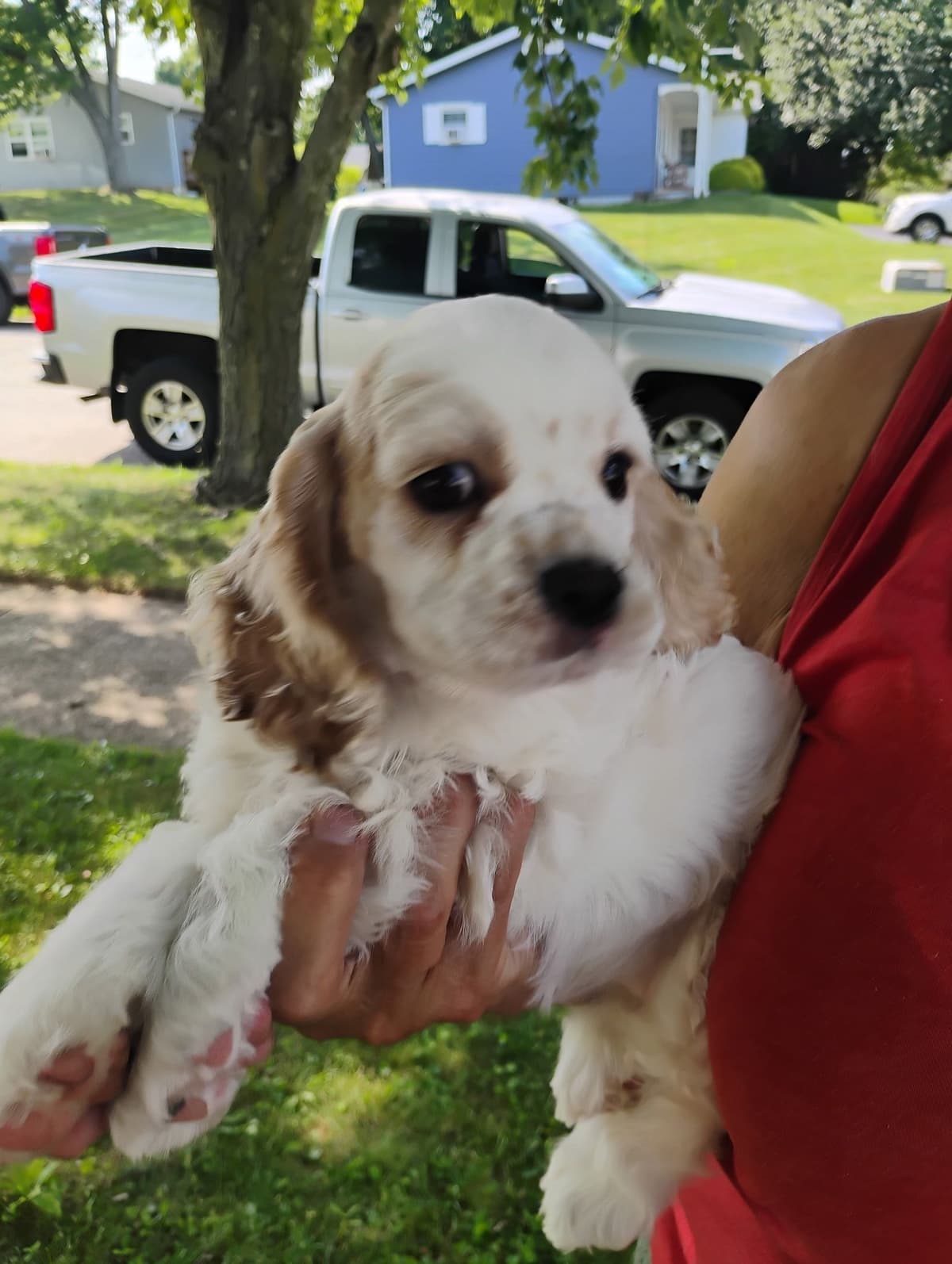 Cocker Spaniel Puppies breeder image 2