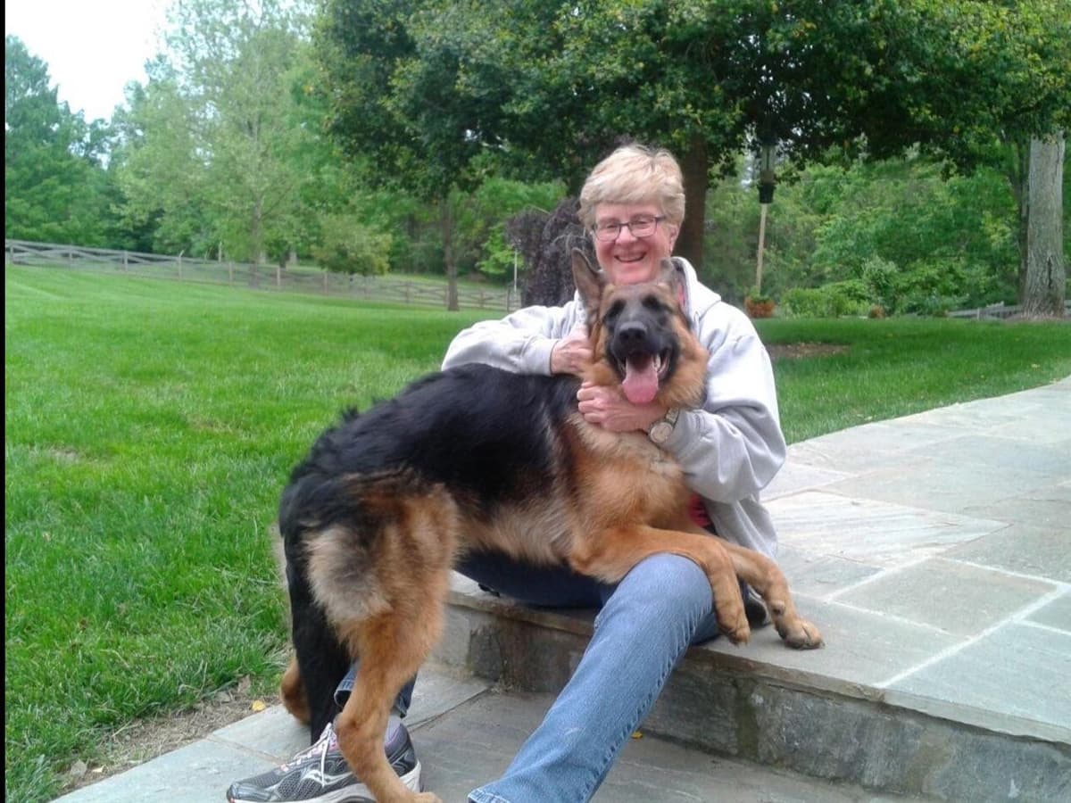 German Shepherd Dog Puppies breeder image 5