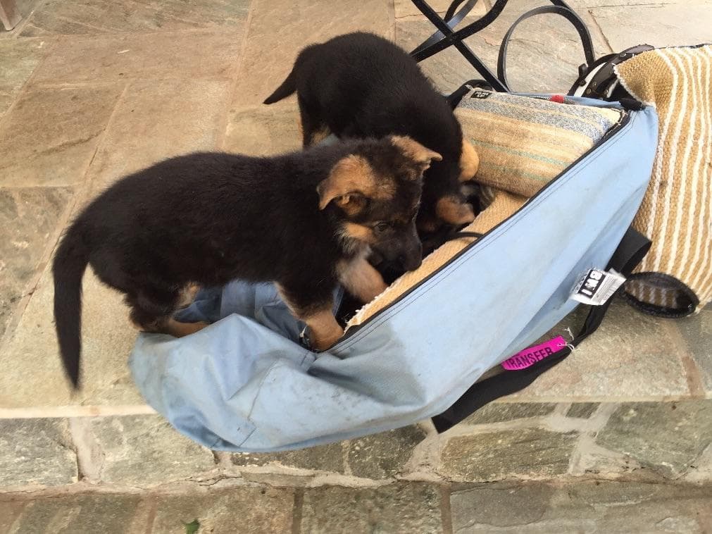 German Shepherd Dog Puppies breeder image 6
