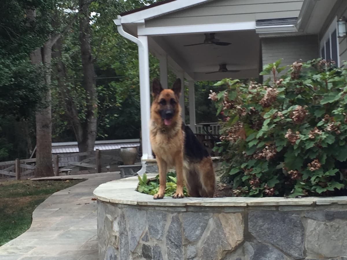 German Shepherd Dog Puppies breeder image 7