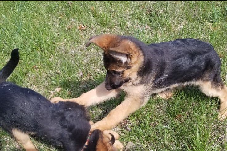 German Shepherd Dog Puppies breeder image 3