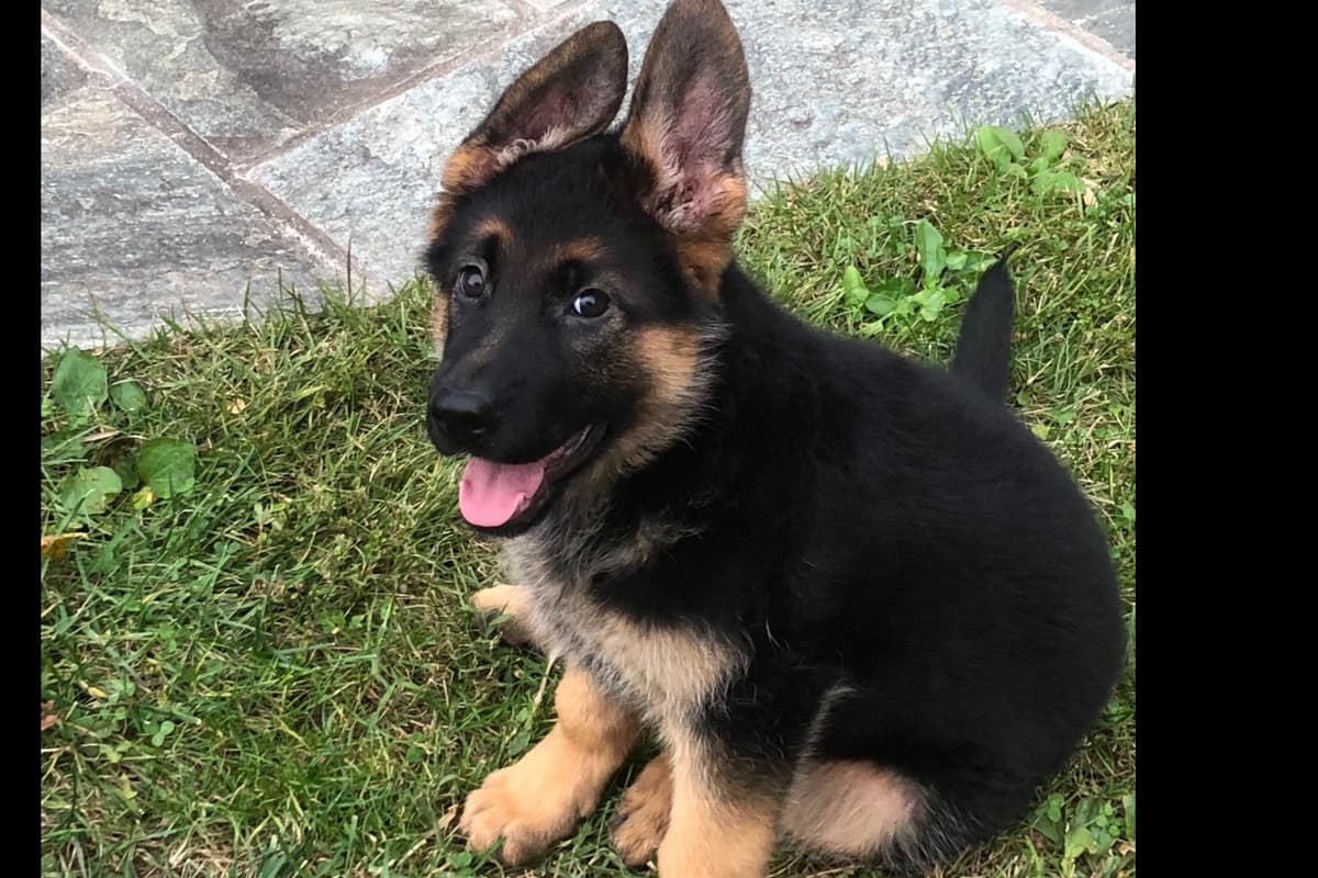 German Shepherd Dog Puppies breeder image 11
