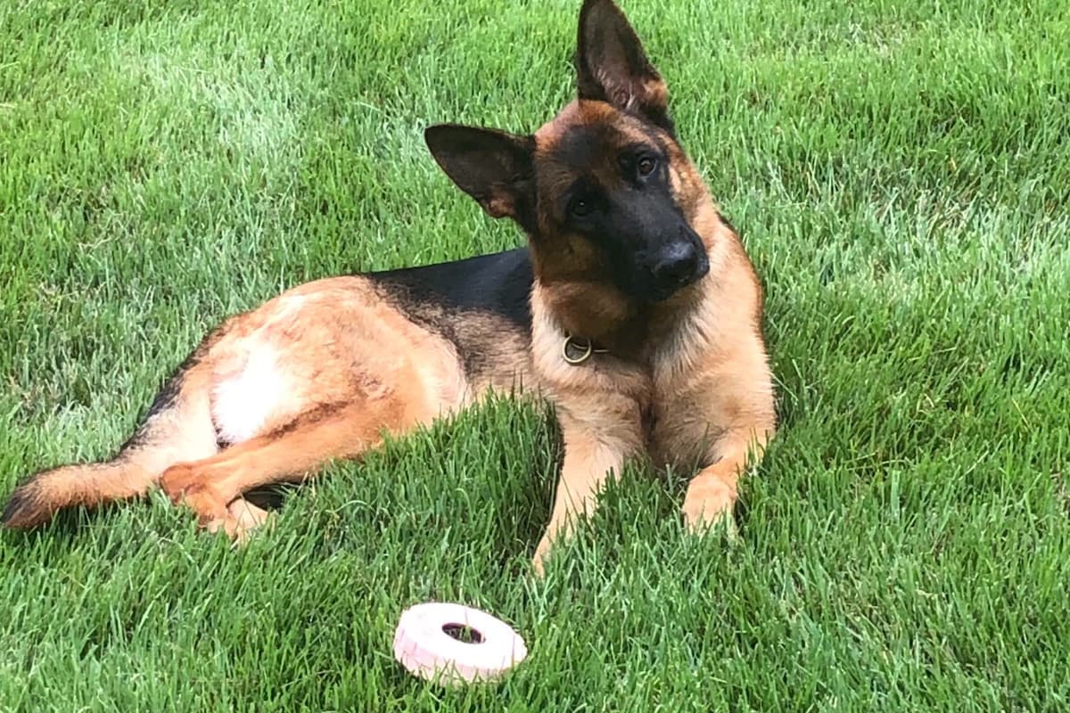 German Shepherd Dog Puppies breeder image 12