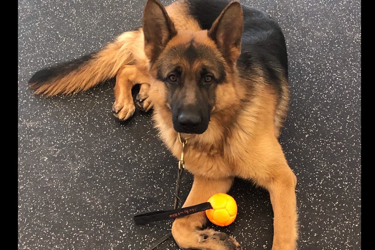 German Shepherd Dog Puppies breeder image 13