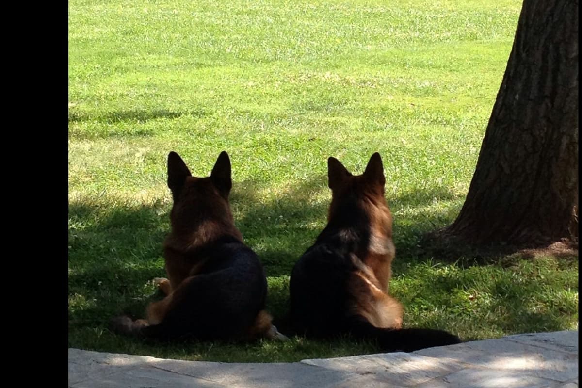 German Shepherd Dog Puppies breeder image 16