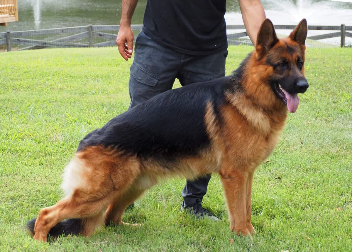 German Shepherd Dog Puppies breeder image 1
