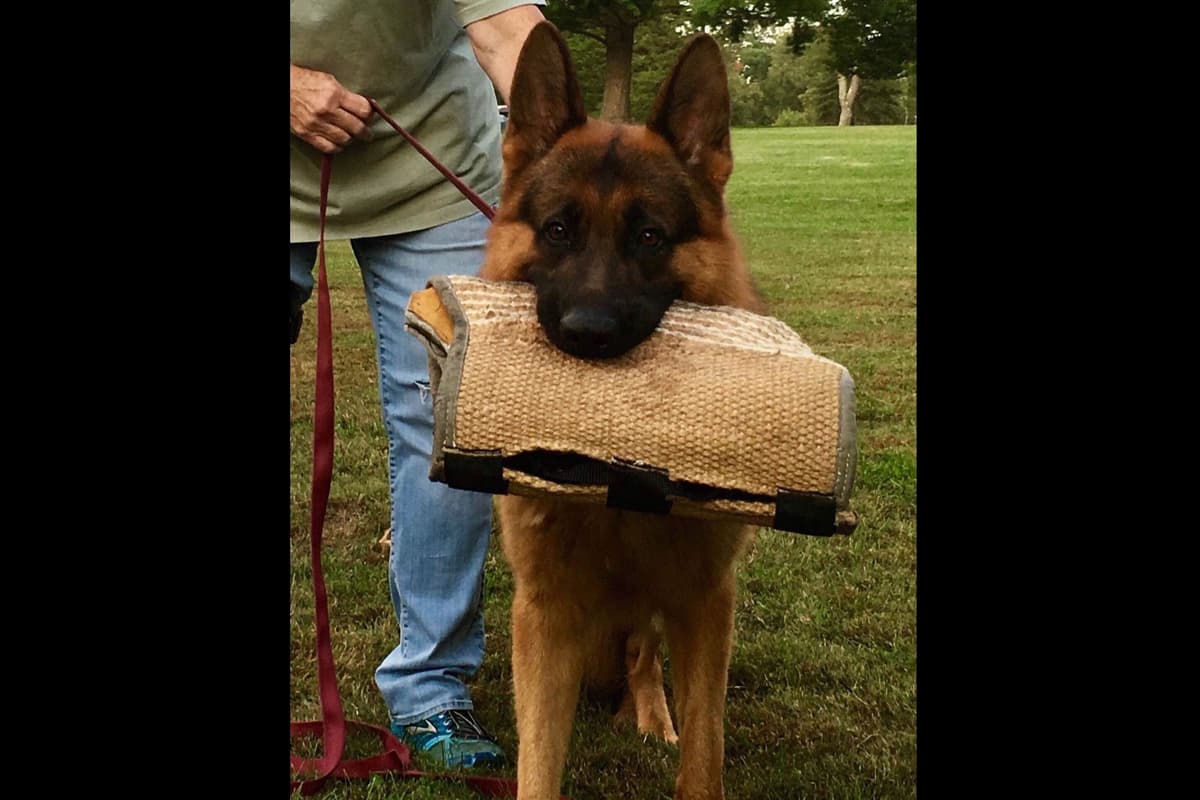 German Shepherd Dog Puppies breeder image 17