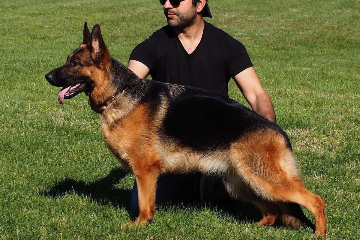 German Shepherd Dog Puppies breeder image 18