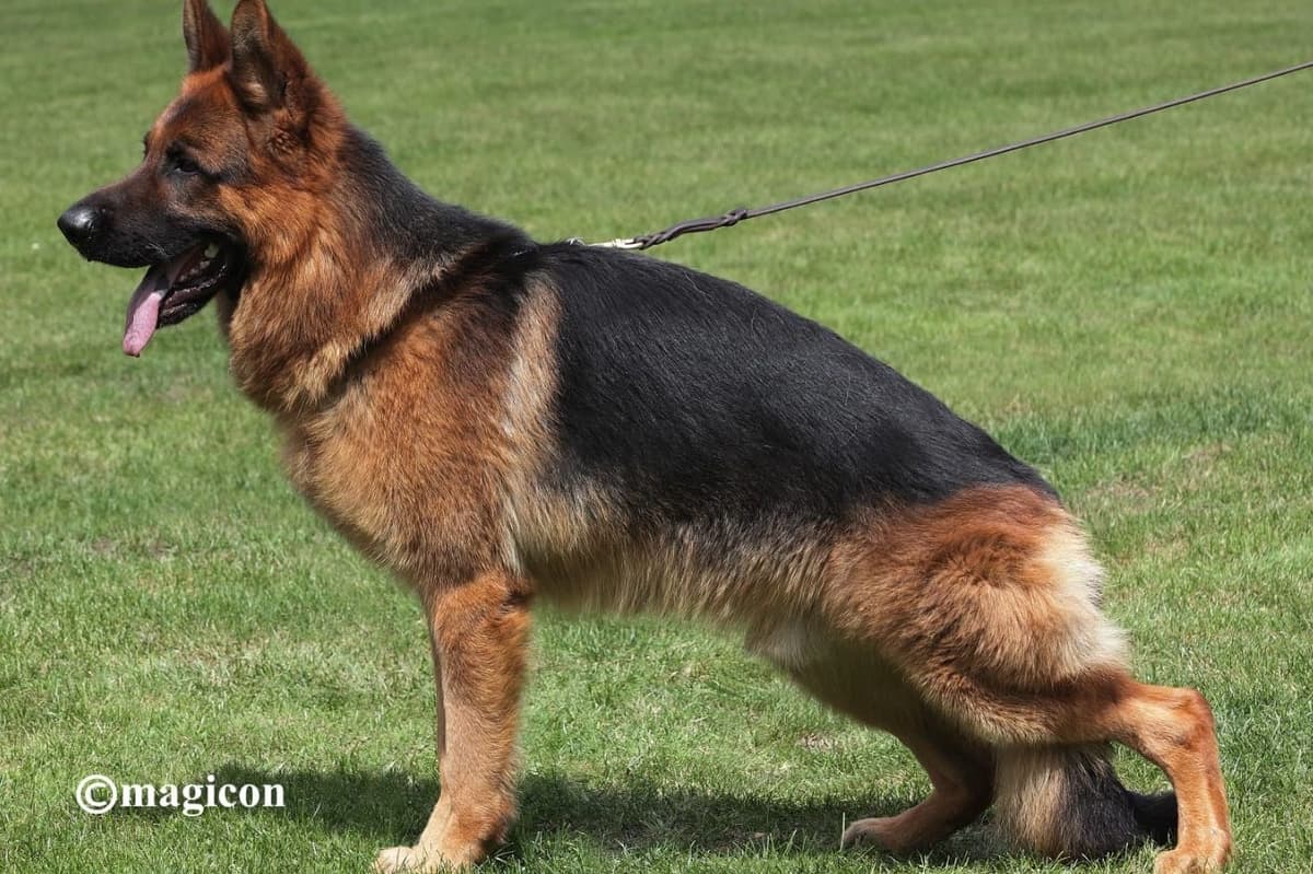 German Shepherd Dog Puppies breeder image 20