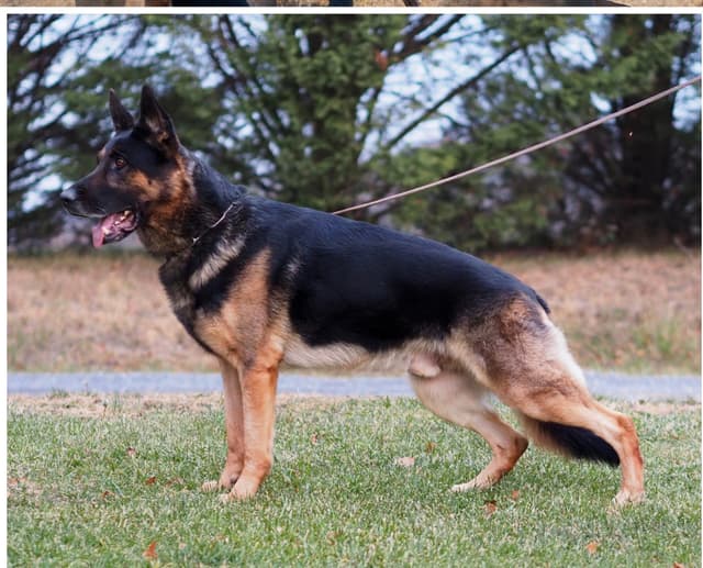 German Shepherd Dog Puppies media 2