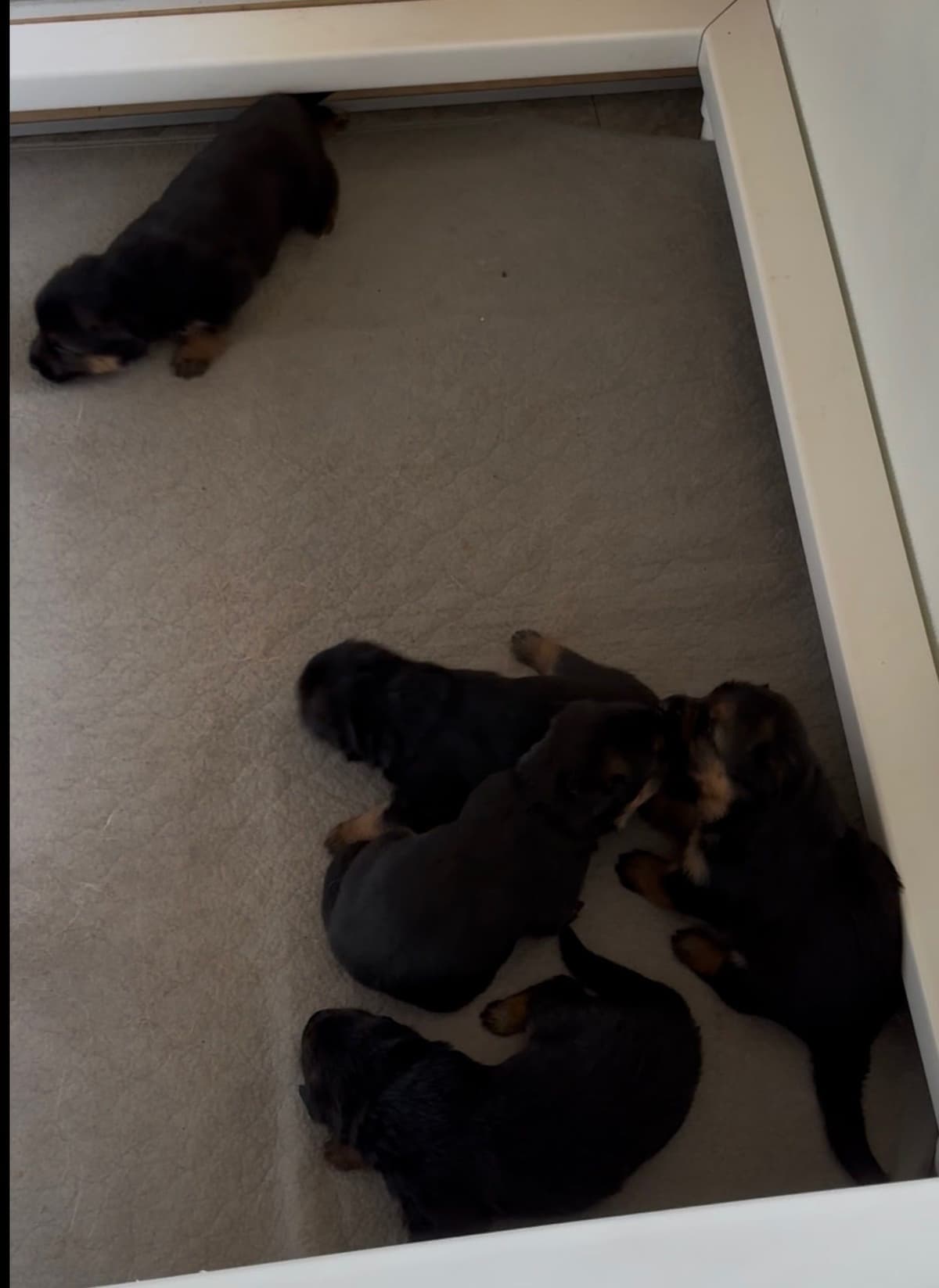 German Shepherd Dog Puppies breeder image 21