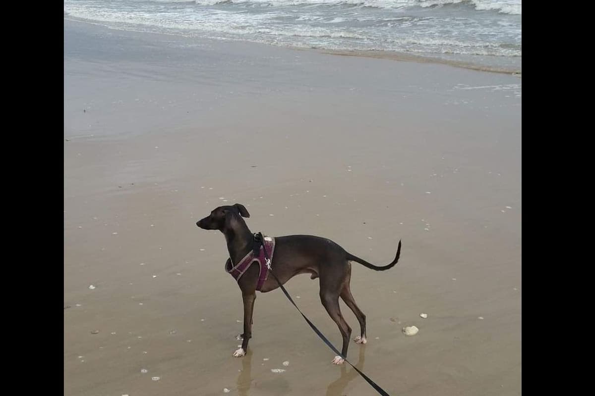 Italian Greyhound Puppies breeder image 1