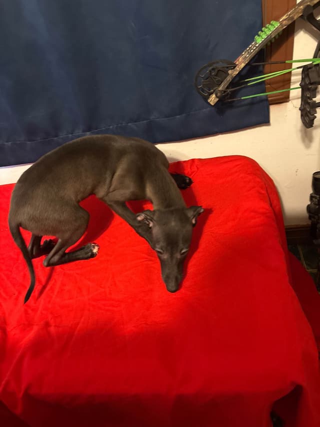 Italian Greyhound Puppies media 2