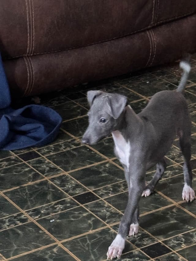 Italian Greyhound Puppies media 2