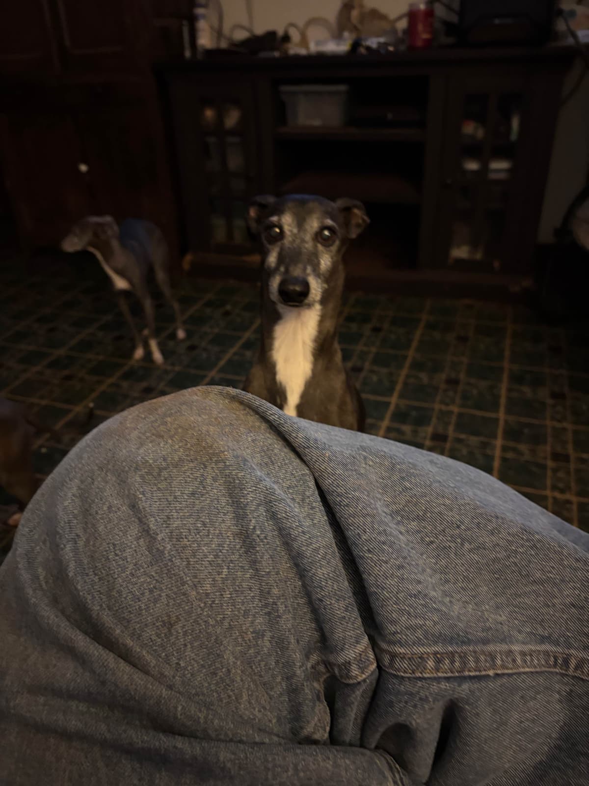 Italian Greyhound Puppies breeder image 2