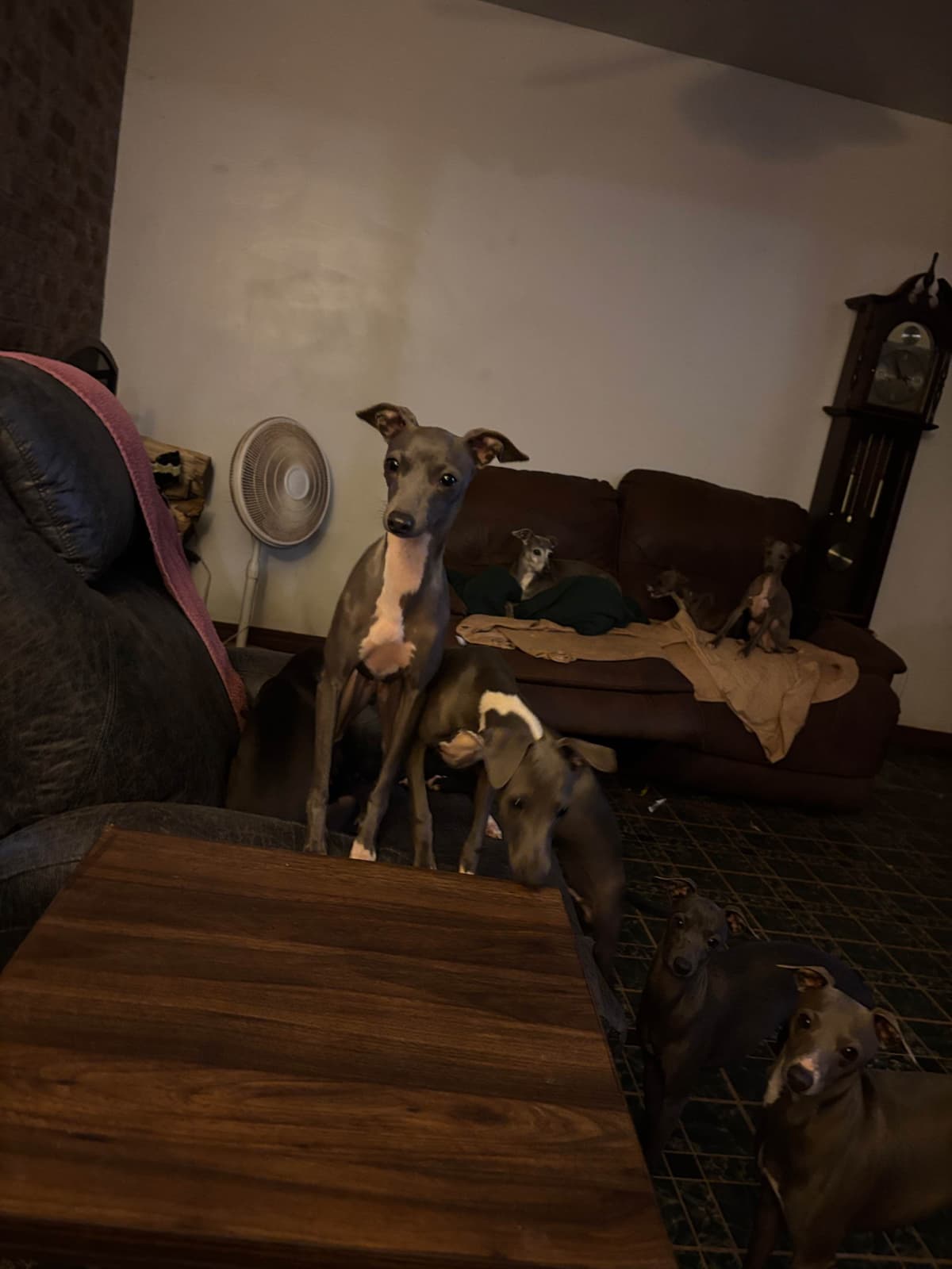 Italian Greyhound Puppies breeder image 3