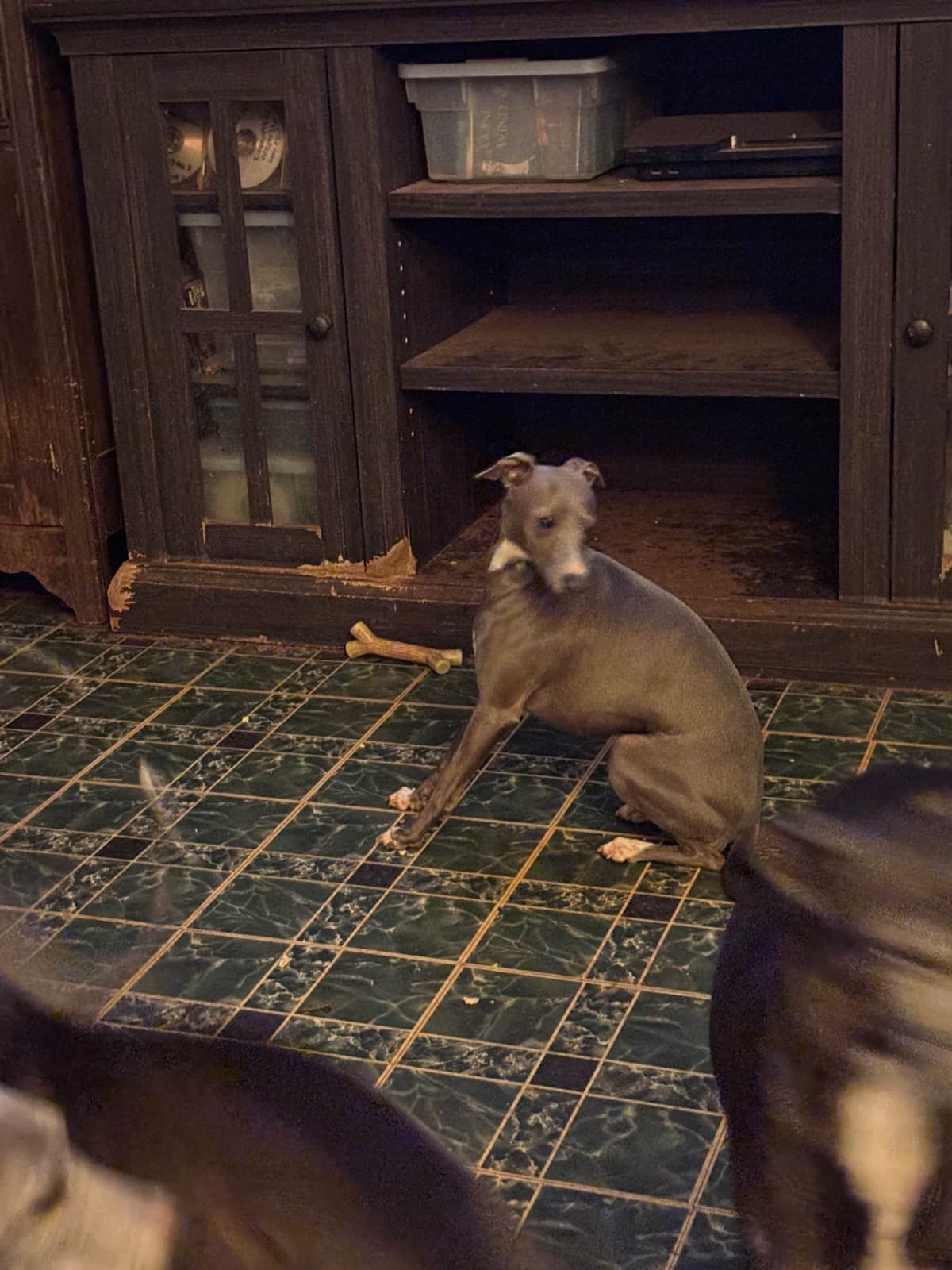 Italian Greyhound Puppies breeder image 4