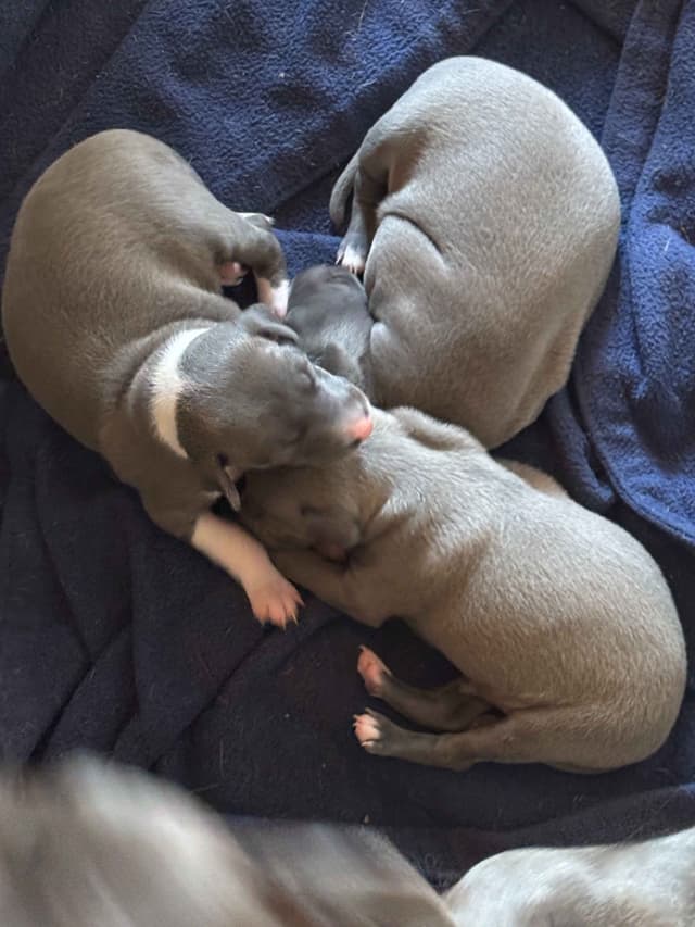 Italian Greyhound Puppies media 2