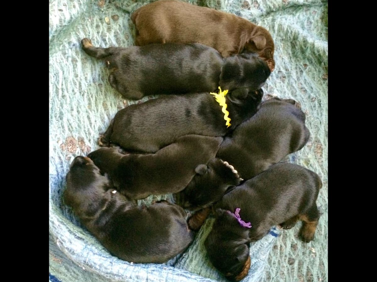 Doberman Pinscher Puppies breeder image 6