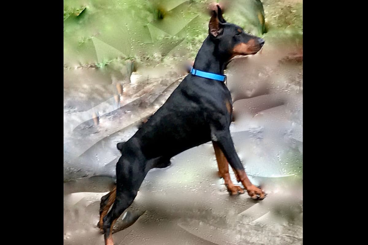 Doberman Pinscher Puppies breeder image 1