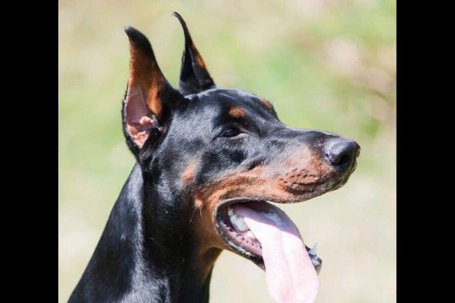 Doberman Pinscher Puppies breeder image 3