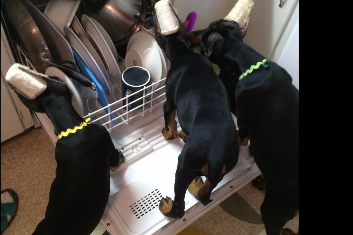 Doberman Pinscher Puppies breeder image 2