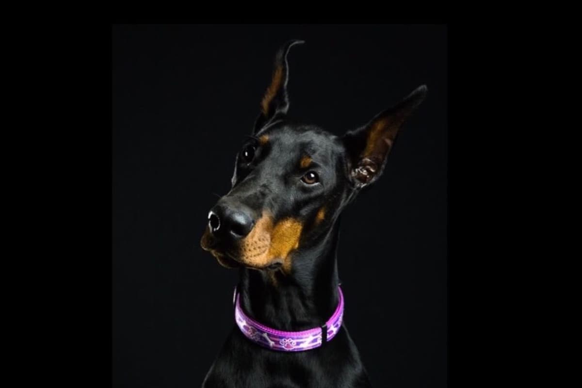 Doberman Pinscher Puppies breeder image 4