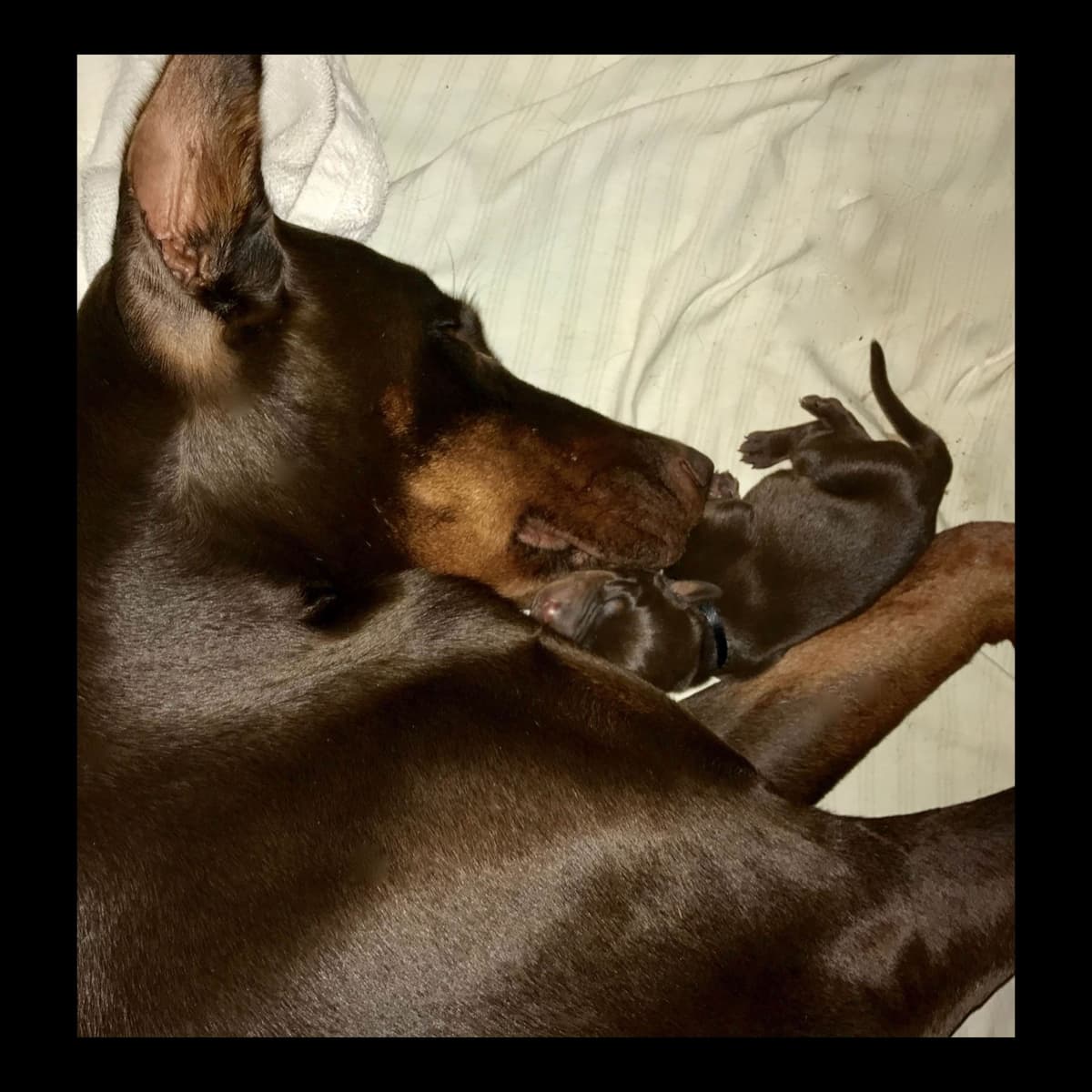 Doberman Pinscher Puppies breeder image 9