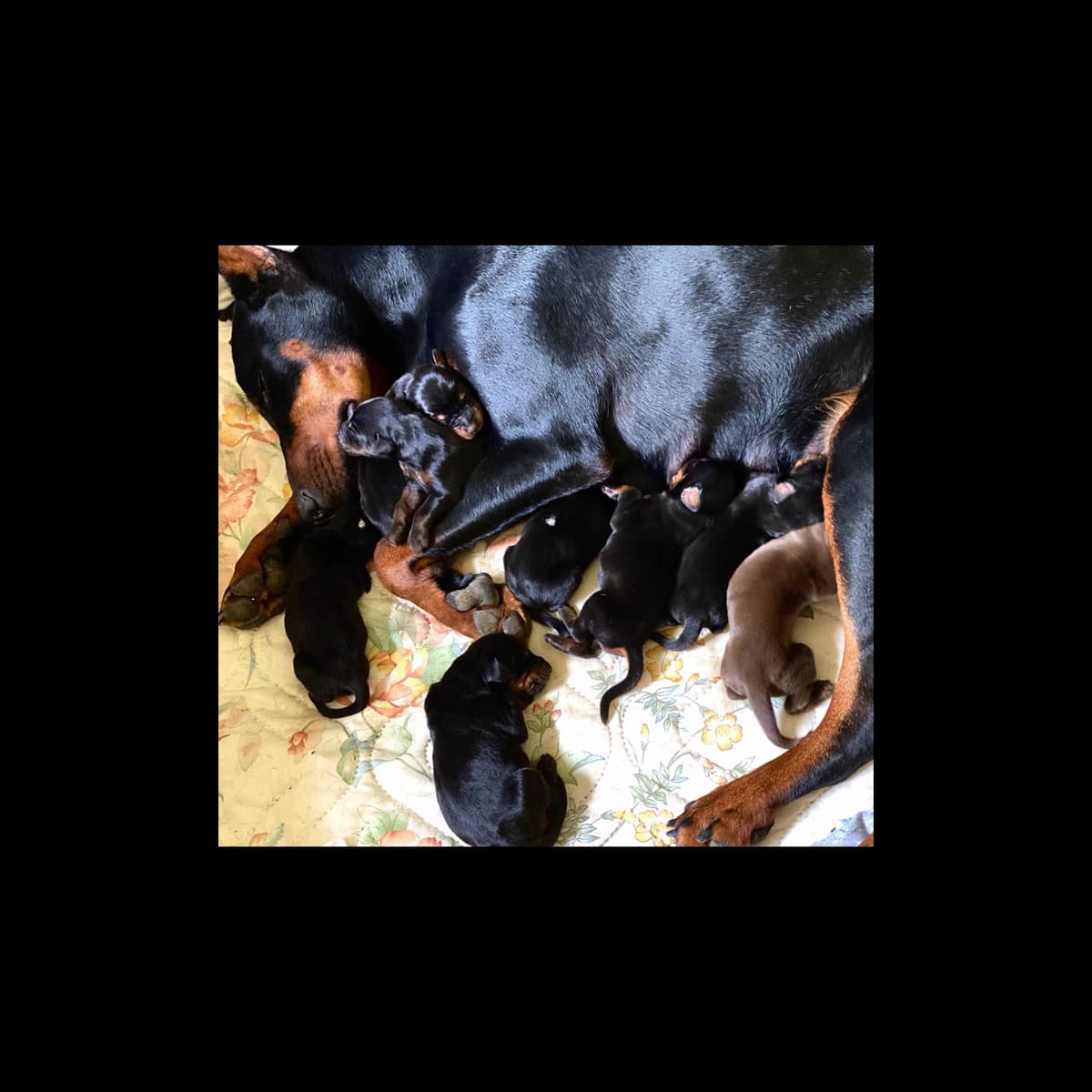 Doberman Pinscher Puppies breeder image 8