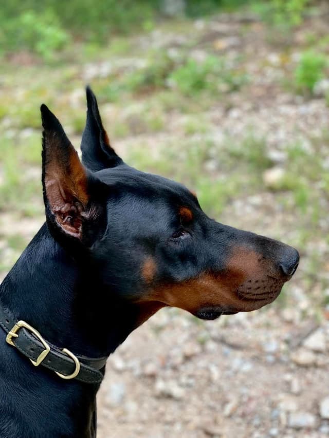 Doberman Pinscher Puppies media 2