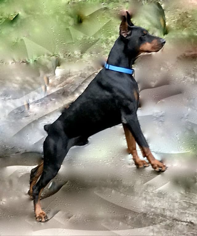 Doberman Pinscher Puppies media 3