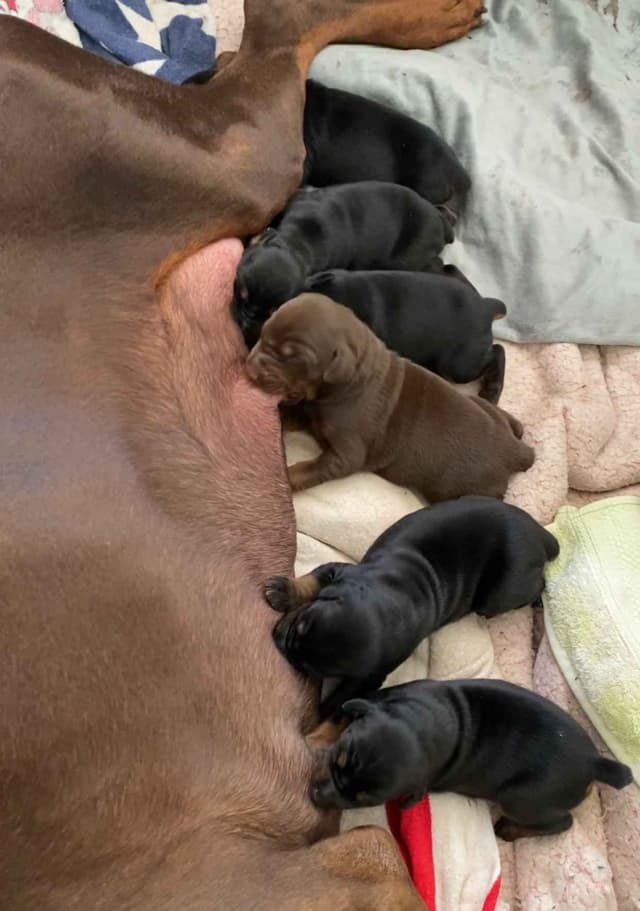 Doberman Pinscher Puppies media 4